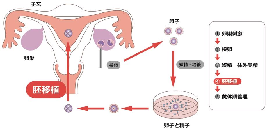 床 時期 移植 盤 胞 着 胚